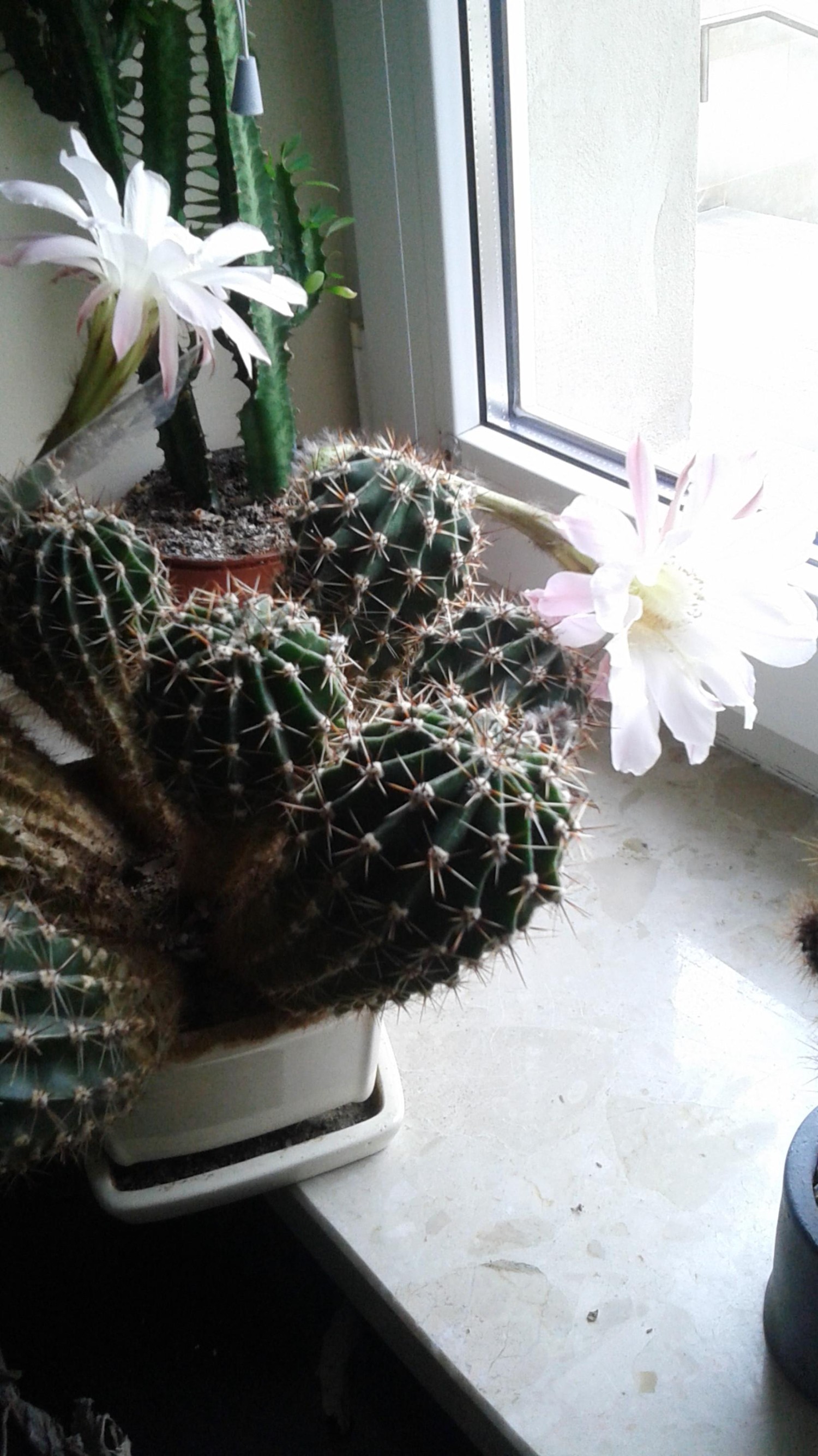 livebirdspoland_104a18a11cd84bd38a80257f62953689.jpg