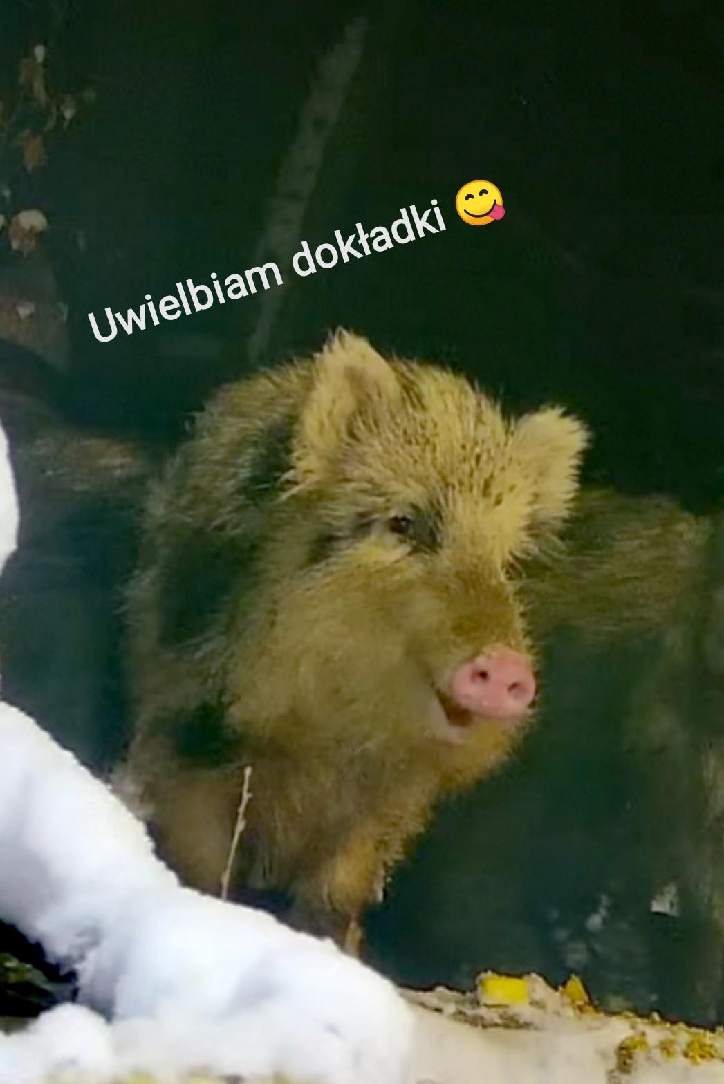 livebirdspoland_cdfdc0e746de288b2c855d07eb76fc54.jpg