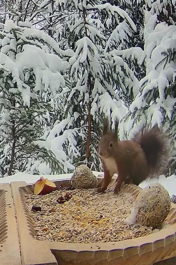 livebirdspoland_d34b402aefdf6952e054ed0ff780311b.jpg