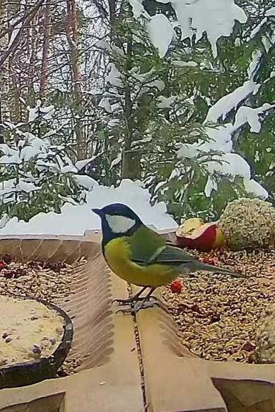 livebirdspoland_39d264d5faf78a29dab89776a79b6859.jpg