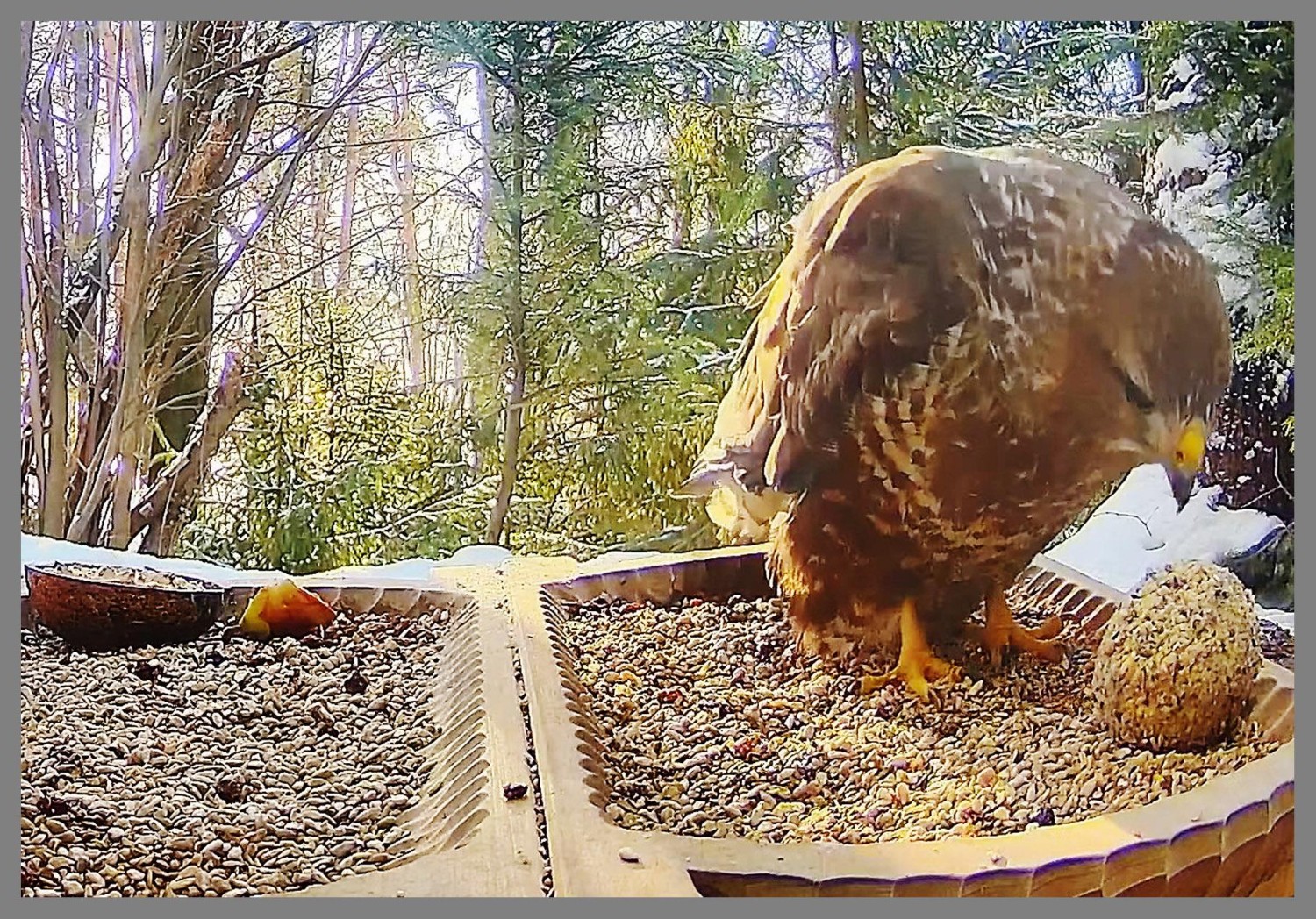livebirdspoland_0568f68c9175917578b4feb571af1fbf.jpg