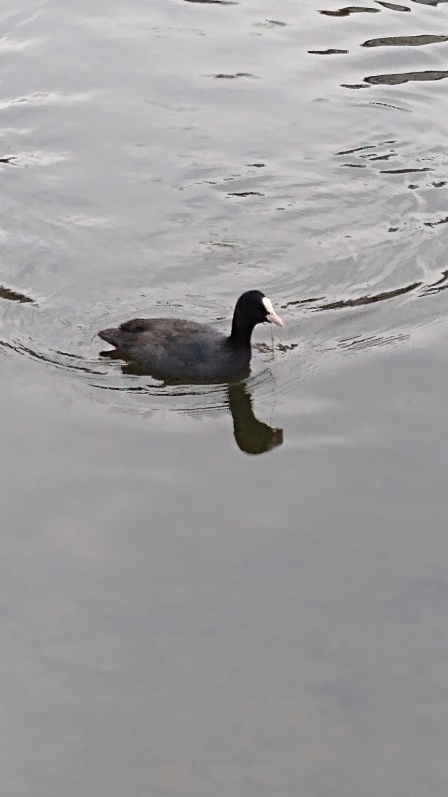 livebirdspoland_c37b9b2f78f280fe5b58de8f41f045e4.jpg