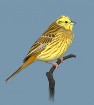 livebirdspoland_6ee8b430de31d79ce1b1169c9be0e2cb.png