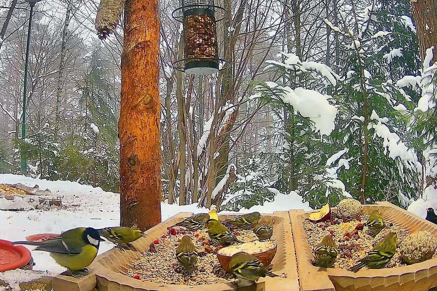 livebirdspoland_7b4b0b8e452caf37b4ab1516ade1fc5e.jpg