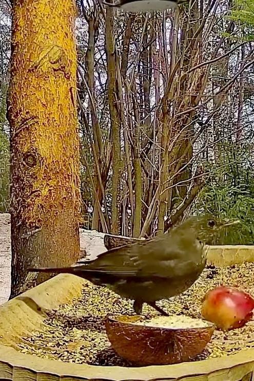 livebirdspoland_b3a21a6eb911f847cf564d0524fe5565.jpg