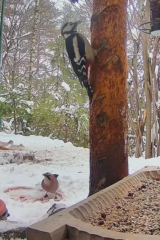 livebirdspoland_0a9b2174310f4ae5b8206ddba63f956d.jpg