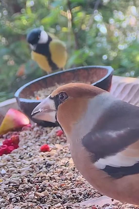 livebirdspoland_ba129130f6caea5c4c80727ebb921c06.jpg