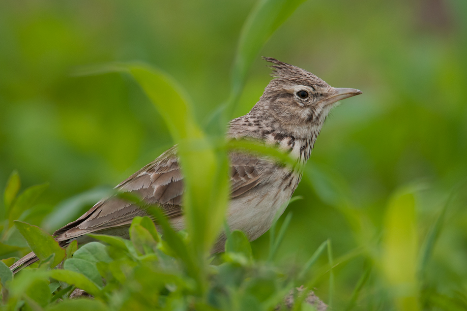 livebirdspoland_a9fbd523a572a87f87b6d36559de1a4e.png