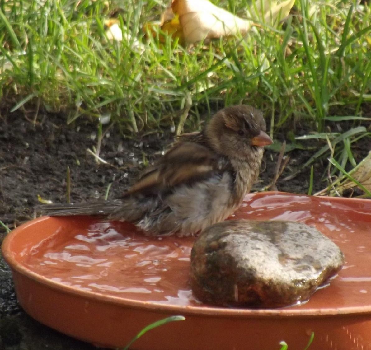 livebirdspoland_c9673267e0dee1a3eef248aa781f3b60.jpg