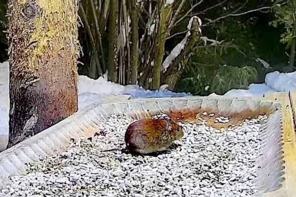 livebirdspoland_1b71eb8a94b313fd59f1541c1fb07a78.jpg