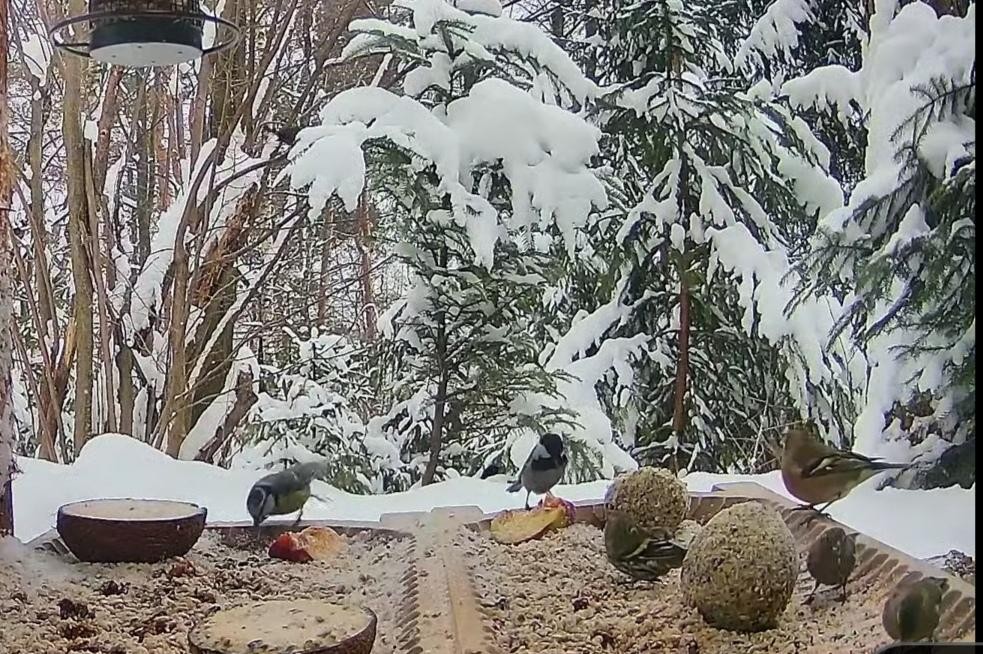 livebirdspoland_9eceebcbb3794e429a0bf436ae64ecad.jpg