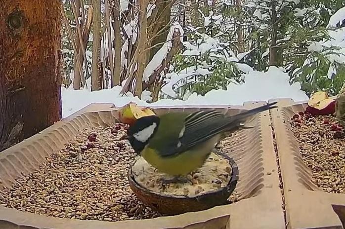 livebirdspoland_aec195944c16da8ef208646d4e1bedab.jpg