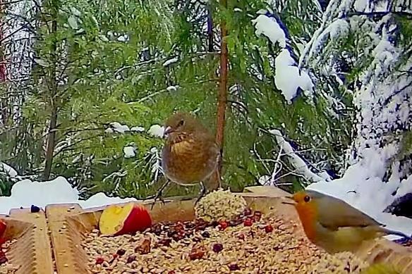 livebirdspoland_291aa0a6a107d55b7d0e09db23f3e7a0.jpg