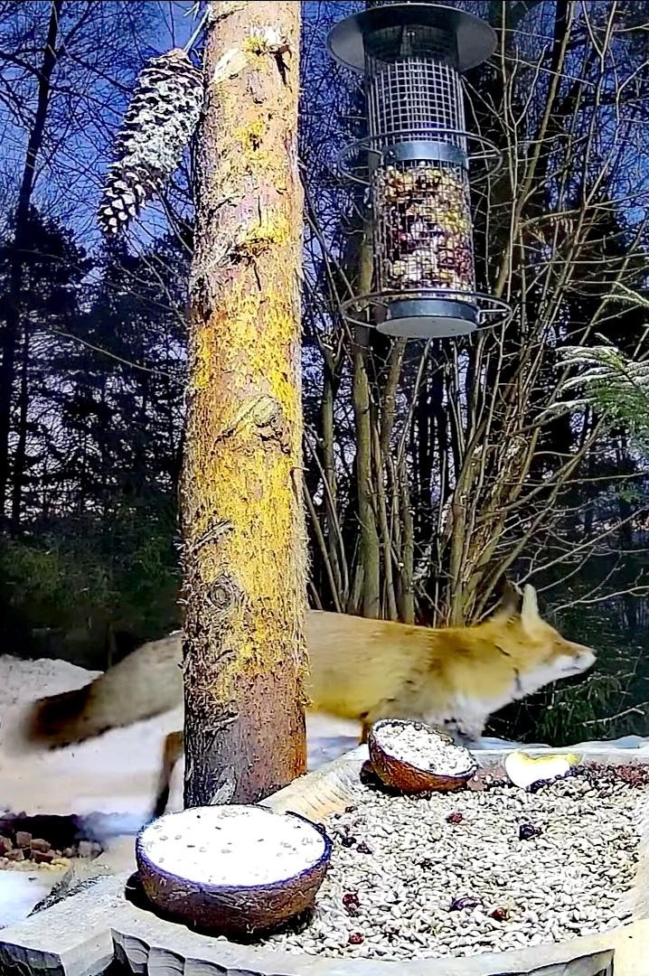 livebirdspoland_4a43c8366b7871e22cdfb9a094f8b948.jpg