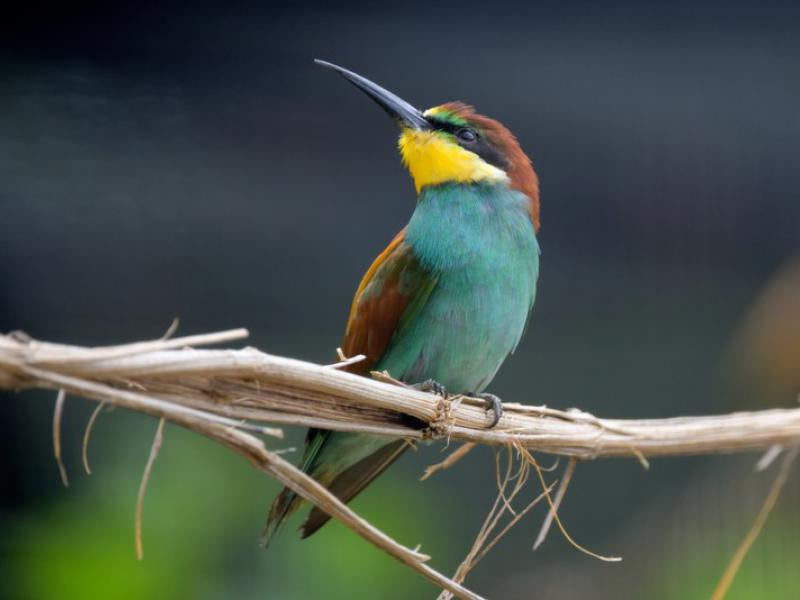 livebirdspoland_88dc13c540b5254b4d23e32cefe21b4f.png