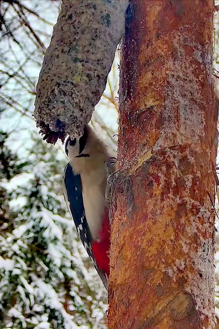 livebirdspoland_d32b49b708c72f0fdff7b82eb74888af.jpg
