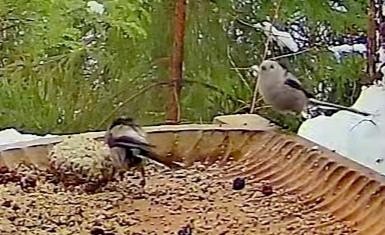 livebirdspoland_1cc1af903634f12f1fc5c94a61aa52c4.jpg