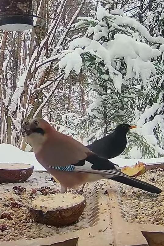 livebirdspoland_99f013a546f2836dc867481e71fa9bbd.jpg
