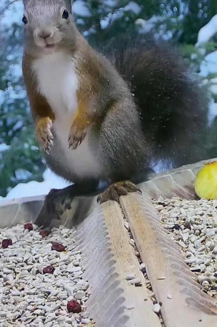 livebirdspoland_cc3352199c23bdd03d7677f6e3b4faad.jpg