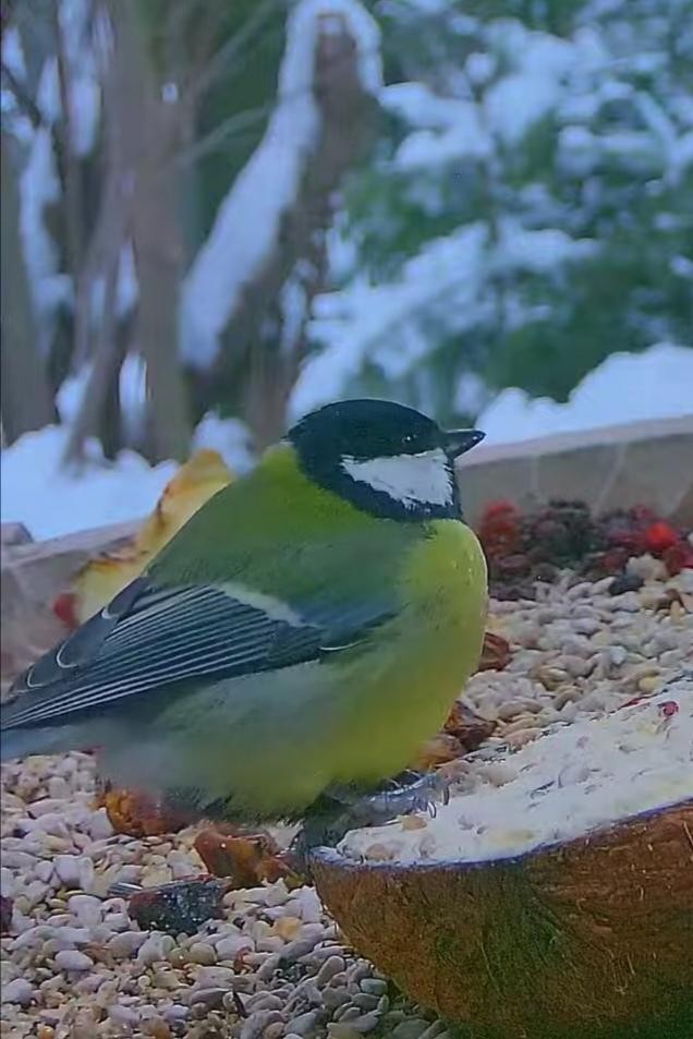 livebirdspoland_8d6a9870a3ab0de0eac82cb0cd1670ed.jpg