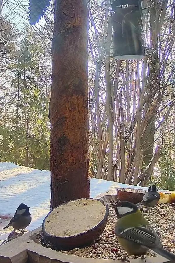 livebirdspoland_5f92e0c1619731d03076c692b6697cff.jpg