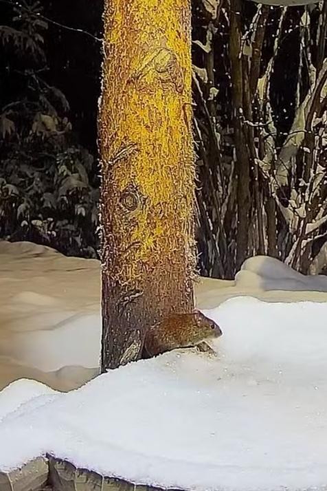 livebirdspoland_50a2971708b2365c2a30b602fa385f89.jpg