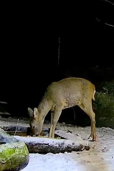 livebirdspoland_690ca43566d64fcffce13e344367e0a6.jpg