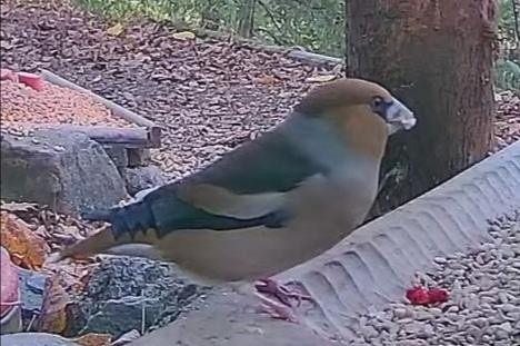 livebirdspoland_d334cd864351484d35a9a1bb0bf1f640.jpg