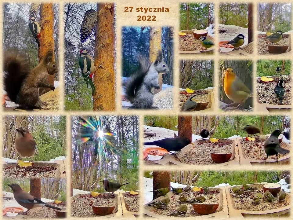 livebirdspoland_7e1e6a8aee5e964928e5ad2677164e51.jpg