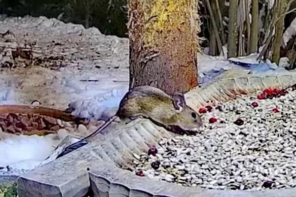 livebirdspoland_0988521f381d1a692b0f6b953b9d905c.jpg