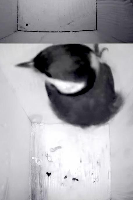 livebirdspoland_75a09f28c39d2f1019e4d7bb1b665cdd.jpg
