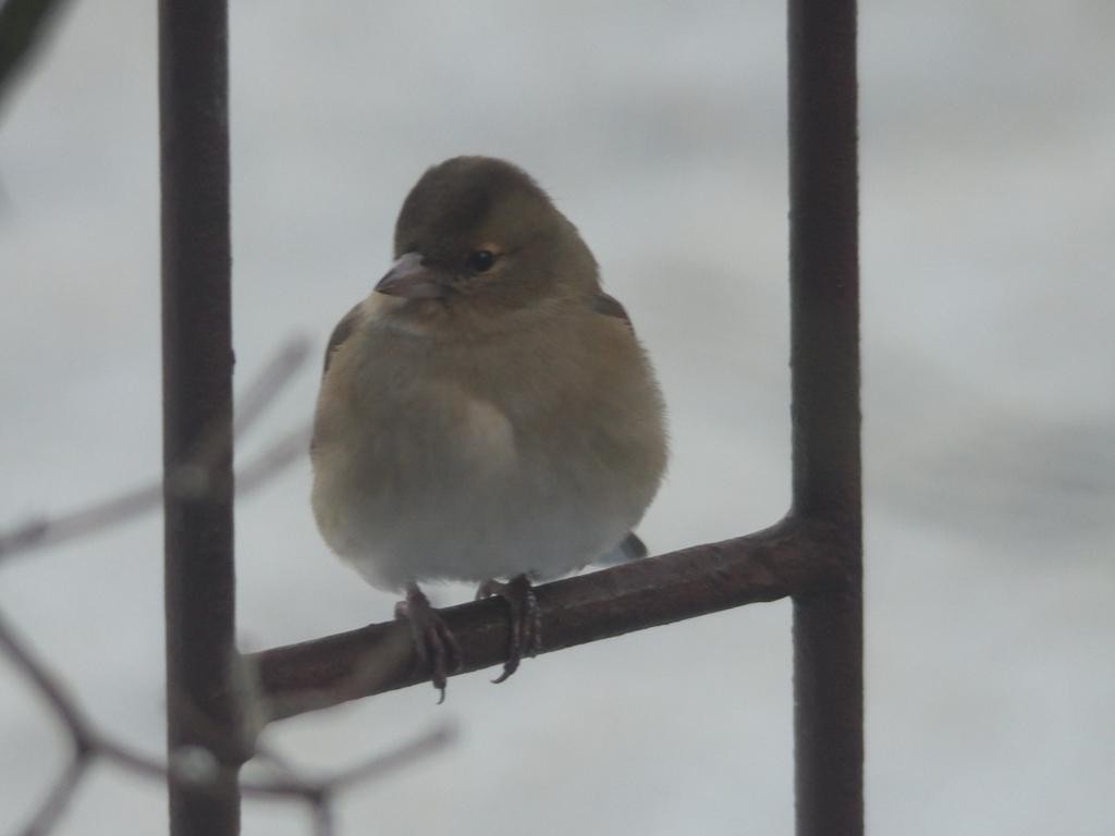 livebirdspoland_d2ec5b0640a255c66f747c6ffd8571b0.jpg