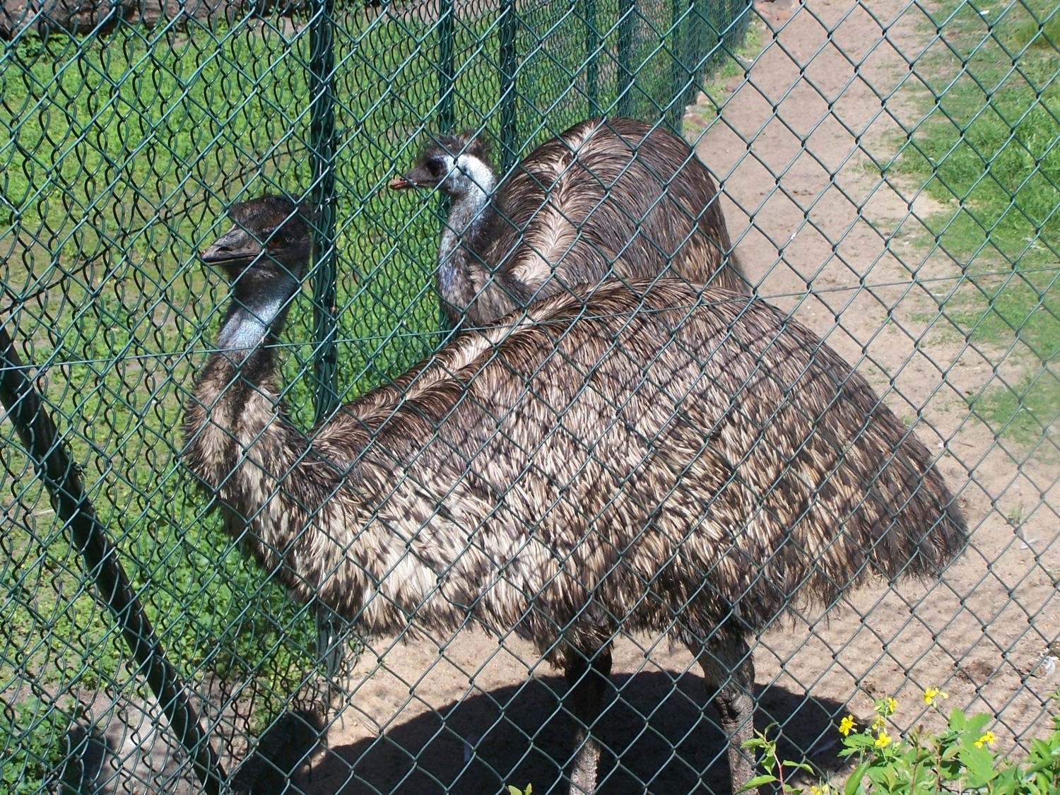 livebirdspoland_5f0f6c7e8ecedc24127eb085638cc39e.jpg