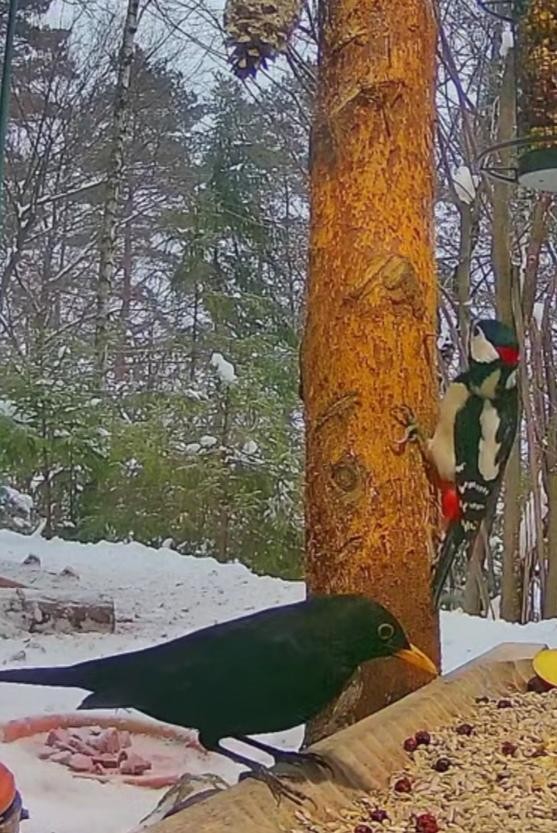 livebirdspoland_106e39b5605bf815888517543893b51d.jpg