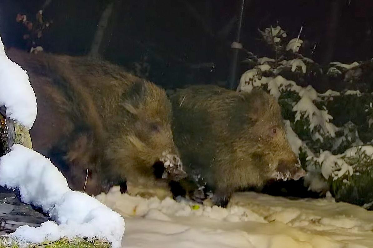 livebirdspoland_c9b9a1b4d84b04eb2dbee5c944c72a59.jpg
