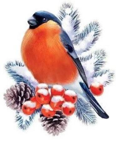 livebirdspoland_fd18b04aace0c8c49dc561b9e9b3cd50.jpg