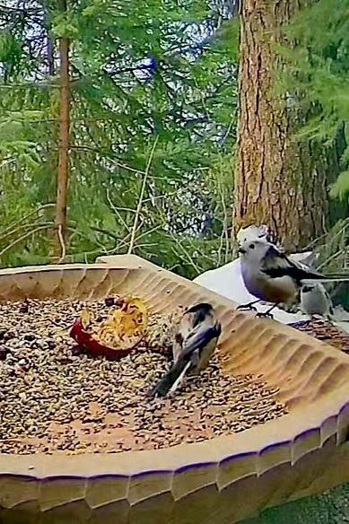 livebirdspoland_161f7147ae226f2cc03db075236fa418.jpg