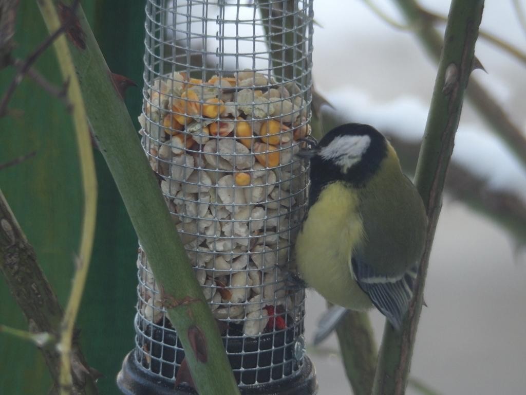 livebirdspoland_94d529031eba989c8ff25a08c1c99700.jpg