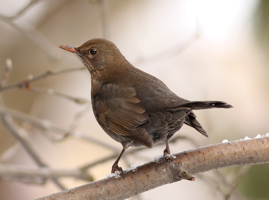 livebirdspoland_5554c405dc5ce138c297f5bf03ba4502.png