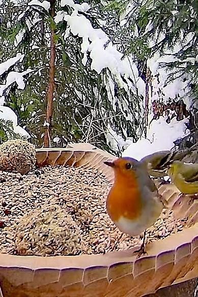 livebirdspoland_ba74d3a08747a25f5f9311bcb1a30f3a.jpg
