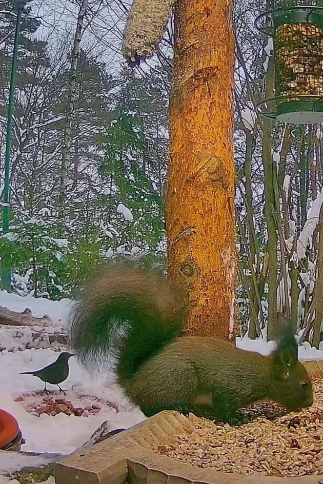 livebirdspoland_6c64eb0a467e8163e794b5bccdabd5d2.jpg