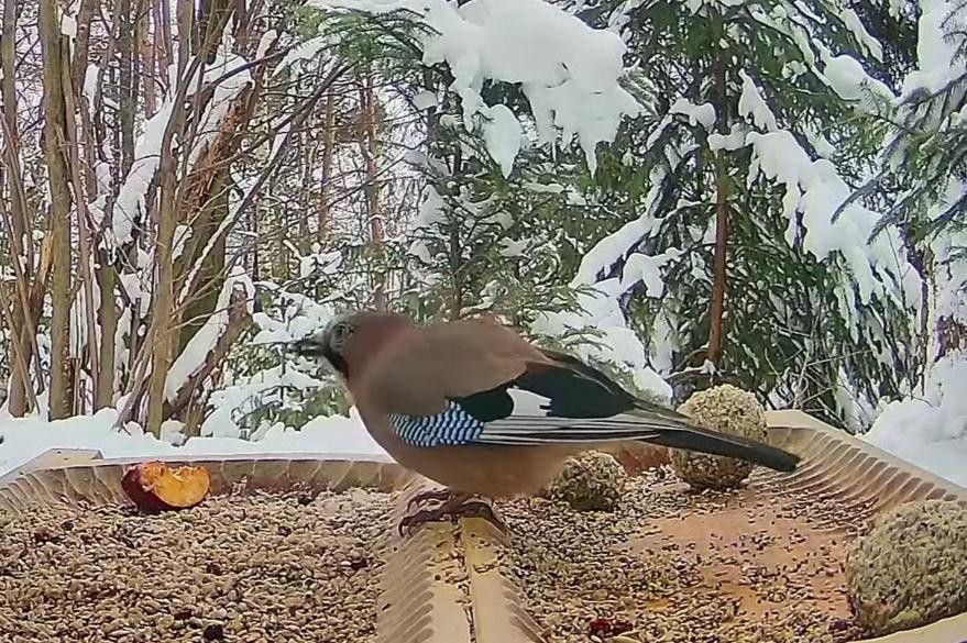 livebirdspoland_6633436fd44184195f12370826f42a67.jpg