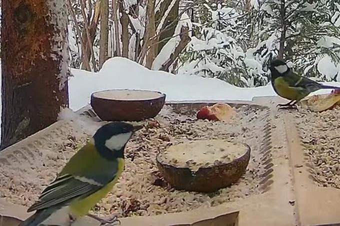 livebirdspoland_0b3de9c068fc3c49ad7bf7c81481baa6.jpg