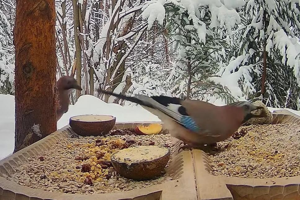 livebirdspoland_c4bc69a40f2ca8badf58846f4cfb1119.jpg