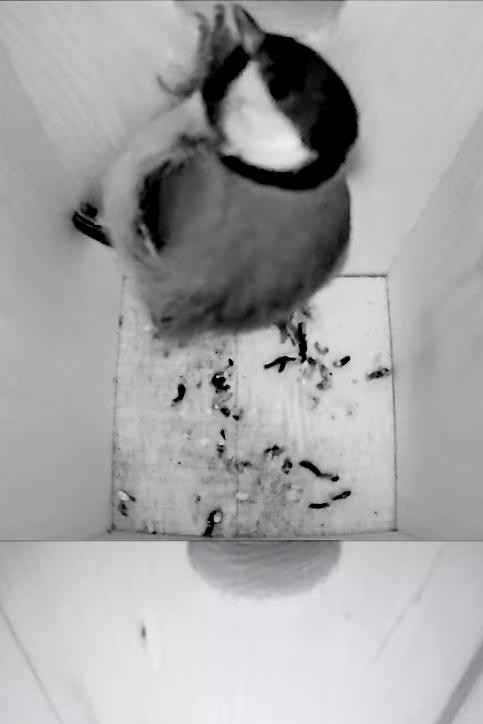livebirdspoland_0faf06efa626a8d1cd5fcafab397126b.jpg