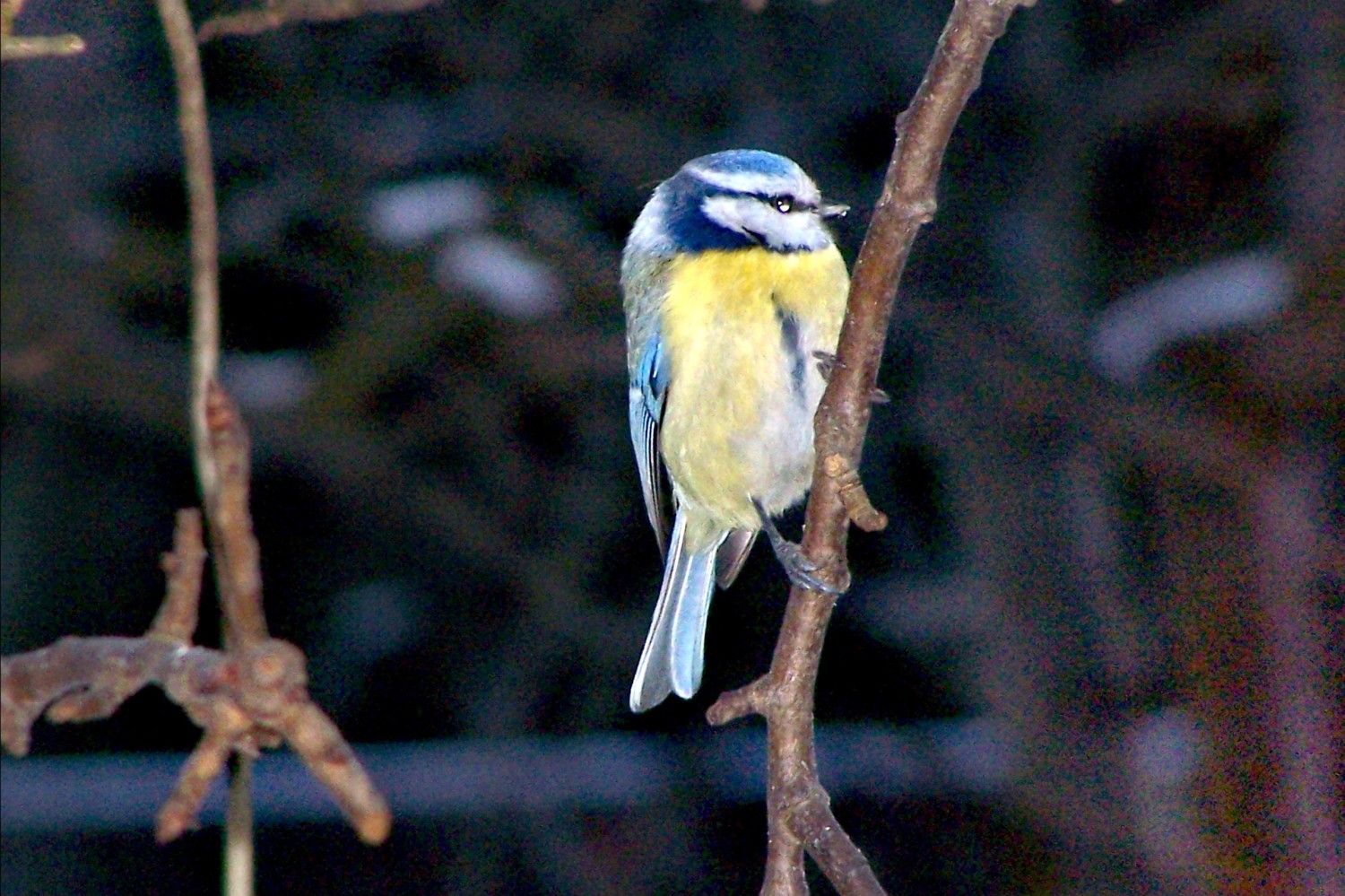 livebirdspoland_875311fcd3331f467f323d3c89db8ef2.jpg