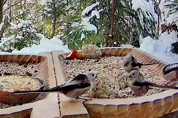 livebirdspoland_59efdf707d978c67844d442b046dce38.jpg