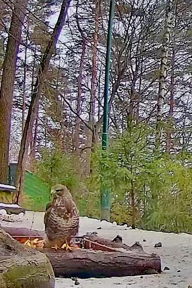 livebirdspoland_5ecb37d066273790f6e4b1553fe18fe4.jpg