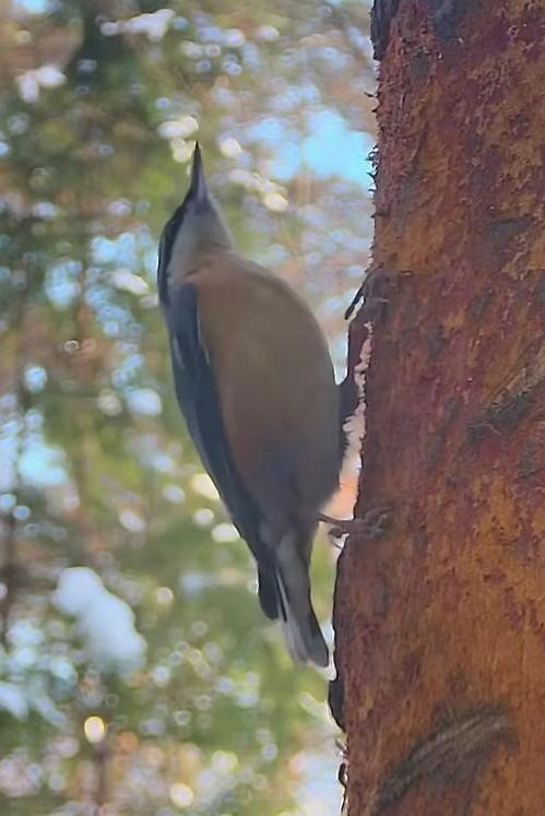 livebirdspoland_3206412f0dc3aeae51d018ca0b7c4427.jpg