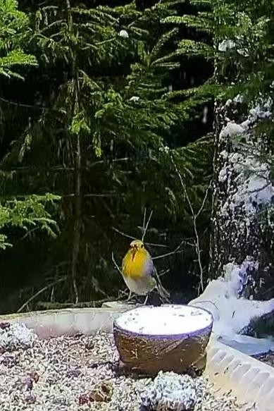 livebirdspoland_40677dc9a9428f598d3aacf886213091.jpg